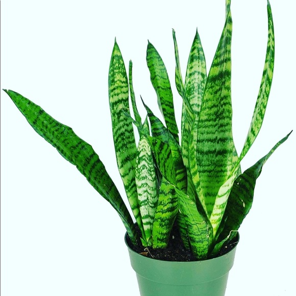 Plant Air purifier mother-in-law tongue snake - Picture 2 of 9